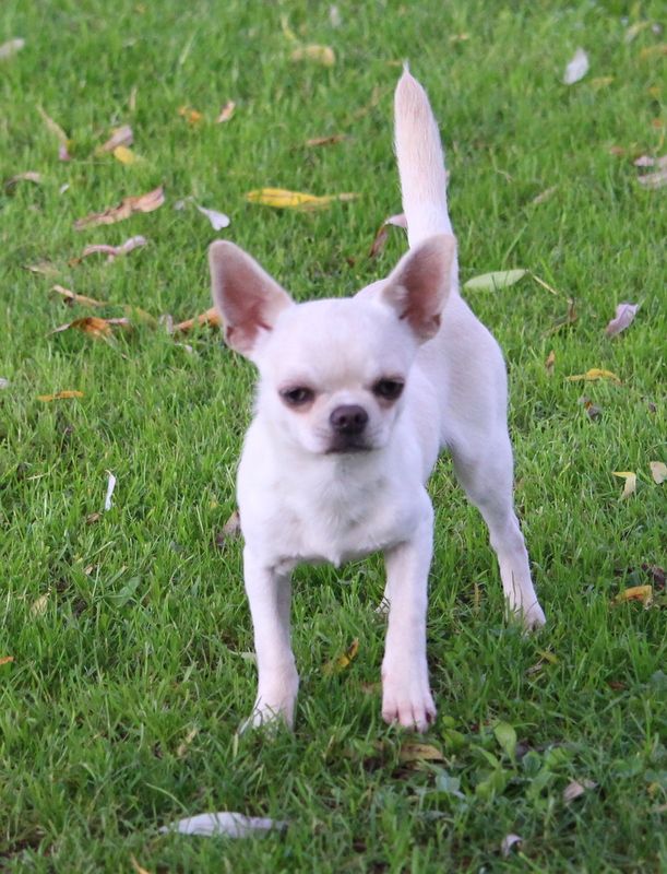 De La Cite D'esmee - Chiot disponible  - Chihuahua