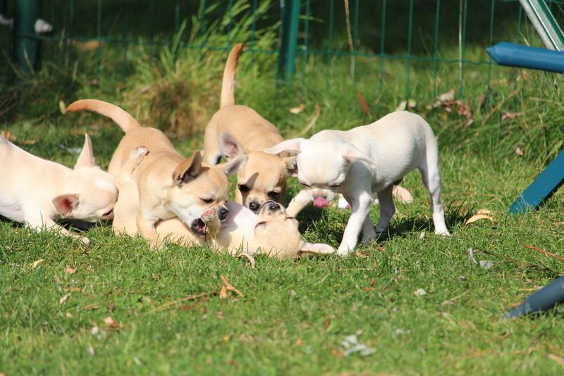 chiot Chihuahua De La Cite D'esmee