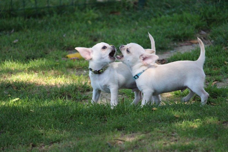 chiot Chihuahua De La Cite D'esmee