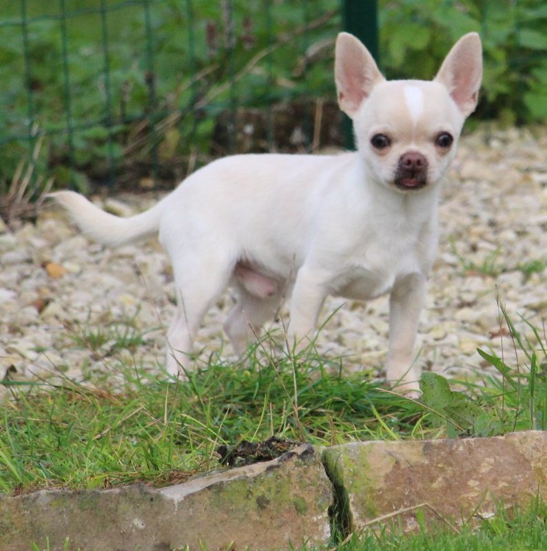 De La Cite D'esmee - Chiot disponible  - Chihuahua