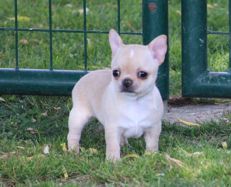 De La Cite D'esmee - Chiots disponibles - Chihuahua