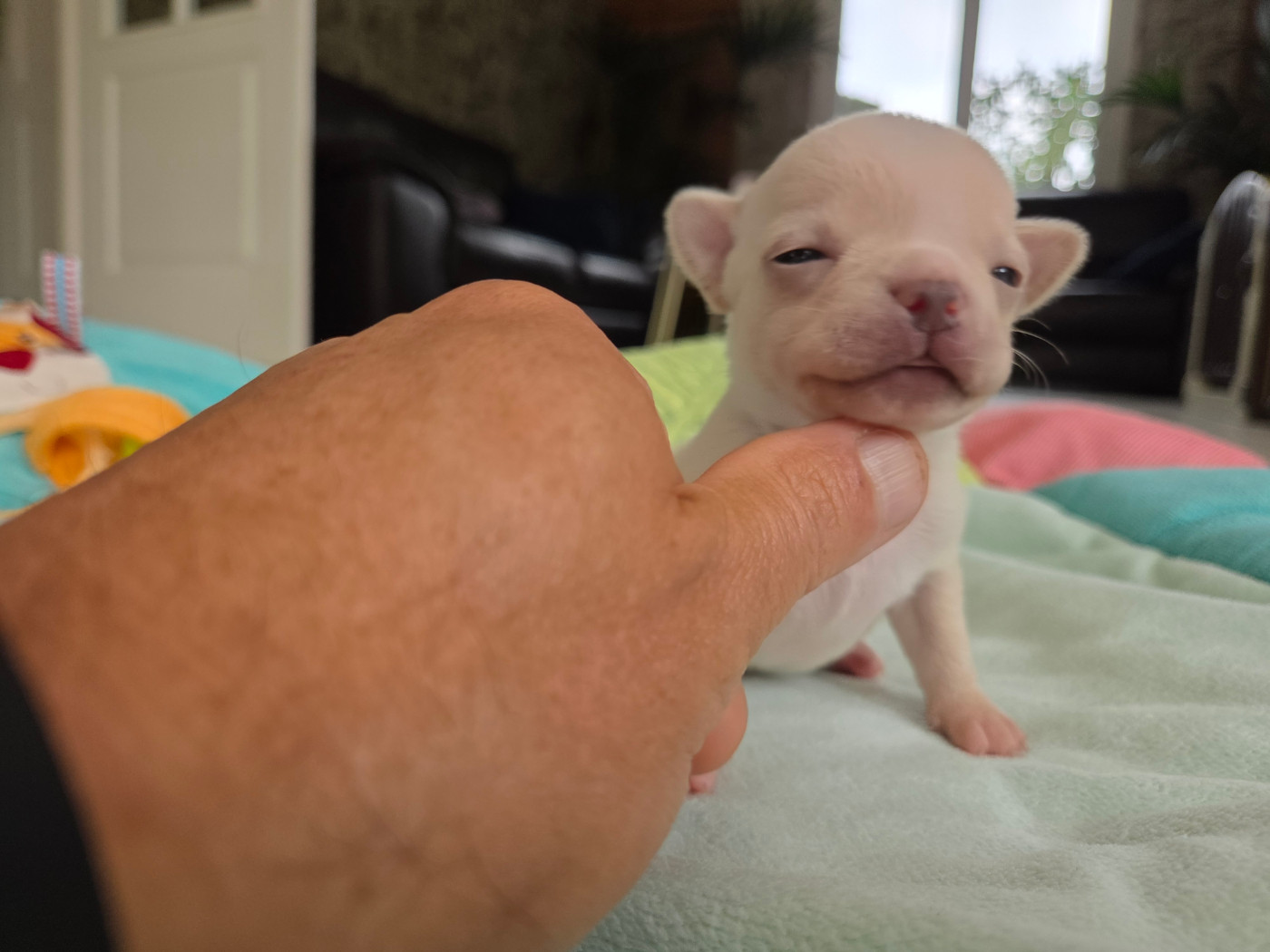 De La Cite D'esmee - Chiots disponibles - Chihuahua