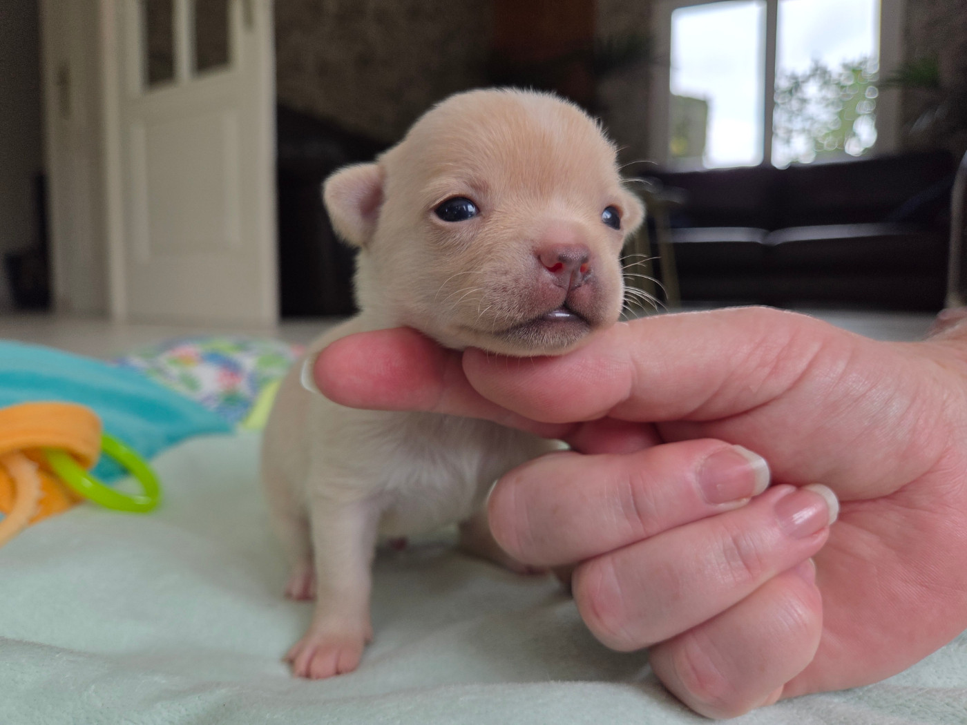 De La Cite D'esmee - Chiots disponibles - Chihuahua