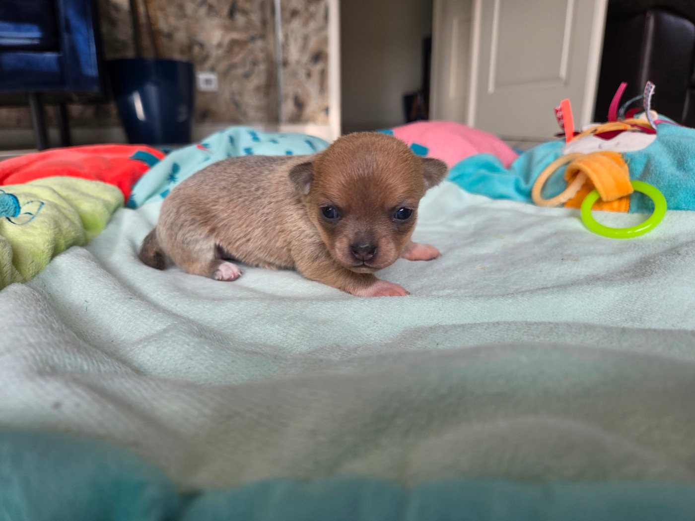 De La Cite D'esmee - Chiots disponibles - Chihuahua