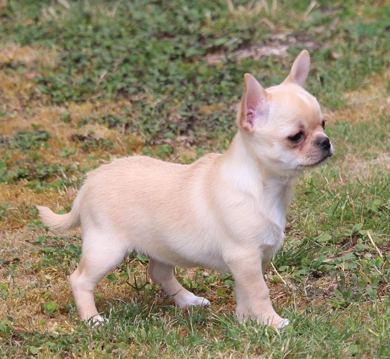 De La Cite D'esmee - Chiots disponibles - Chihuahua